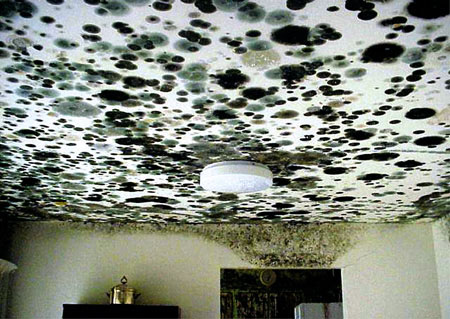 mold photo